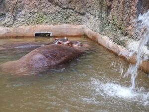 Wahana Bermain Bersama Hewan di Tepi Pantai Batang
