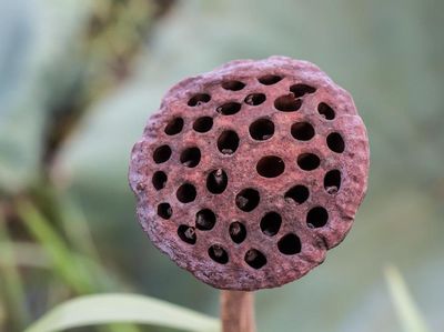 10 Foto yang Akan Mengungkap Fobia Tersembunyi