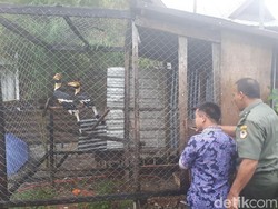 BKSDA Aceh Sita 3 Burung Rangkong dan 2 Kukang dari Warga