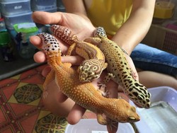 Leopard Gecko, Tokek Cantik Bikin Kaya Mendadak