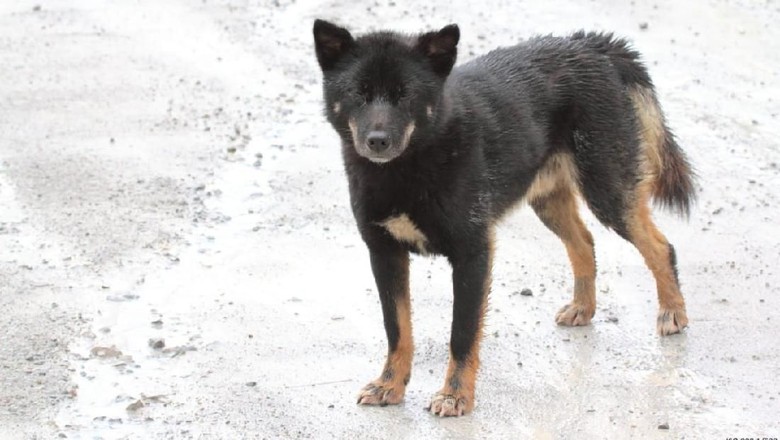 Inilah penampakan dingo (Istimewa/Hendra Kurniawan Maury)