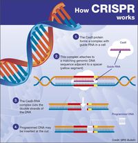 Cara kerja dari teknik Crispr dalam menyunting gen.