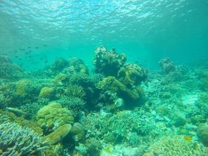 Wakatobi, Petualangan yang Tidak Terlupakan Wakatobi, Petualangan yang Tidak Terlupakan