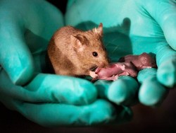 Tikus Sesama Jenis Hasilkan Bayi Lewat Rekayasa Genetika