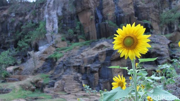 Mau Lihat Bunga Matahari Cantik di Bandung? Ini Tempatnya