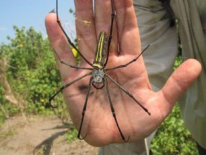 Ini Laba-Laba Paling Mematikan, Seberapa Dahsyat?