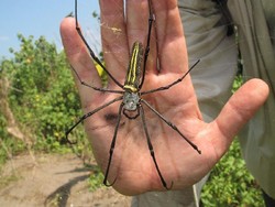 Ini Laba-Laba Paling Mematikan, Seberapa Dahsyat?