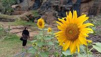 Hamparan Bunga Matahari Cantik di Bandung buat Foto-foto Traveler