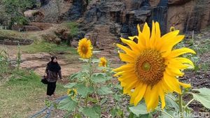Hamparan Bunga Matahari Cantik di Bandung buat Foto-foto Traveler