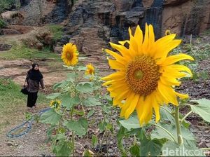 Hamparan Bunga Matahari Cantik di Bandung buat Foto-foto Traveler