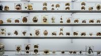 Foto: Museum Otak di India, Kalau Takut Jangan Lihat!