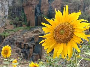 Mau Lihat Bunga Matahari Cantik di Bandung? Ini Tempatnya
