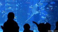 Keliling Nusantara Sambil Lihat Ikan di Jakarta Aquarium