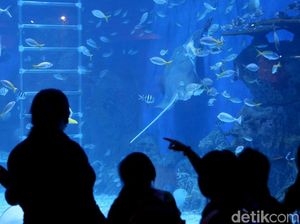 Keliling Nusantara Sambil Lihat Ikan di Jakarta Aquarium Keliling Nusantara Sambil Lihat Ikan di Jakarta Aquarium