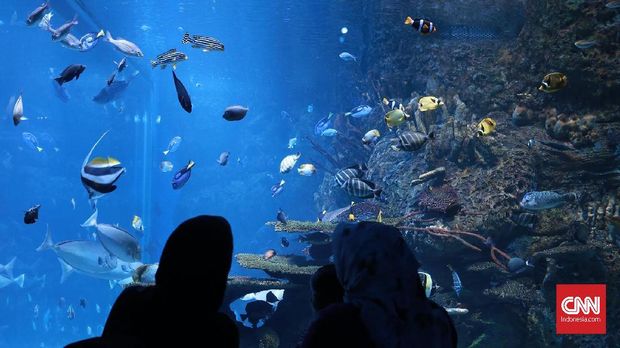 Jakarta Aquarium adalah lembaga konservasi yang berfokus kepada satwa laut. yang mendidik masyarakat secara langsung ikut bertanggungjawba degan kelestarian dan kebudayaan kehidupan laut. CNN Indonesia/Andry Novelino