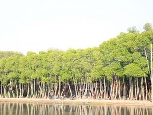 Mangrove Morodemak, Surga Tersembunyi di Pesisir Pantai Demak