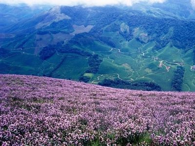 Foto Bunga Terlangka di Dunia, Mekar 12 Tahun Sekali