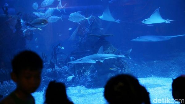 Foto: Bukan di Dubai, Ini Akuarium dalam Mal di Jakarta