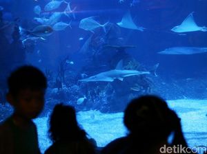Foto: Bukan di Dubai, Ini Akuarium dalam Mal di Jakarta Foto: Bukan di Dubai, Ini Akuarium dalam Mal di Jakarta