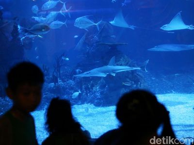 Foto: Bukan di Dubai, Ini Akuarium dalam Mal di Jakarta