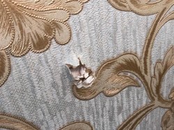 Peluru Ditemukan Lagi di DPR, Bersarang di Ruang F-PD dan F-PAN