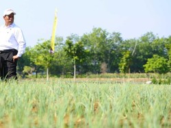 Kementan Jadikan Rawa Kantong Penyangga Pangan Nasional