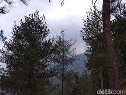 Tanaman yang Terbakar di Gunung Merbabu Usianya Belasan Tahun