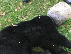 Kisah Anak Beruang yang Kepalanya Terjebak di Toples Plastik 3 Hari