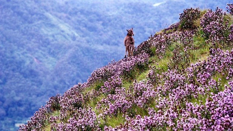 Bunga Neelakurinji di Munnar, India (Mayank Soni/BBC Travel)