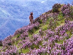 India Punya Bunga Terlangka, Mekar 12 Tahun Sekali