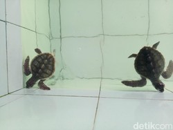 Turis Jerman Baru Pertama Kali Lihat Penyu, Inilah yang Terjadi