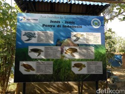 Konservasi Penyu di Bali: Dari Sitaan Hingga Buat Upacara Adat