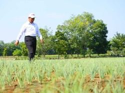 Mentan Sebut Potensi Pengembangan Lahan Rawa Ada 21 Juta Ha