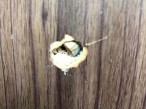 Ada Temuan Peluru Lagi di Gedung DPR! Ada Temuan Peluru Lagi di Gedung DPR!