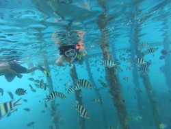 Seminggu di Raja Ampat, Puas Banget!