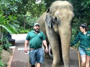 Kebun Binatang Perth Tidak Akan Pelihara Gajah Lagi