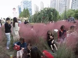 Emosi Kalau Baca! Rumput-rumput Pink di China Rusak Oleh Wisatawan