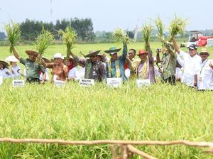 Kementan Sebut Pola Mina Padi Hemat Rp 15 Juta per Hektare