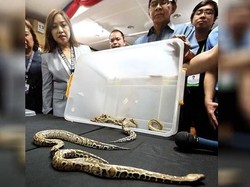 Bea Cukai Filipina Sita 12 Ular Piton Dalam Paket dari Indonesia
