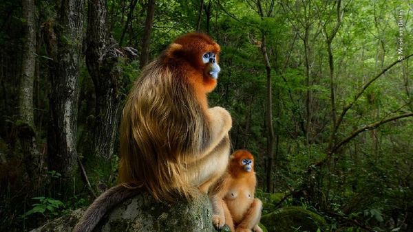 Karya Jawara Wildlife Photographer 2018 yang Bikin Mata Terpukau