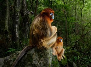 Karya Jawara Wildlife Photographer 2018 yang Bikin Mata Terpukau Karya Jawara Wildlife Photographer 2018 yang Bikin Mata Terpukau
