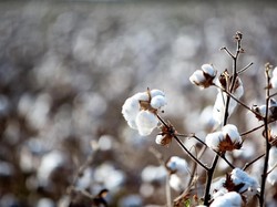 Bosan Daging dan Tahu Tempe? Coba Saja Kapas, Sumber Protein Baru