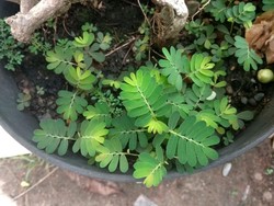 Meniran, Tanaman Liar yang Ternyata Kaya Manfaat