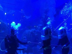 Selain Melihat Ikan, Ini Keseruan Lain di Jakarta Aquarium