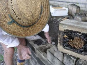 Petani Rambutan Australia Dongkrak Produksi Buah Pakai Lebah Tanpa Sengat Petani Rambutan Australia Dongkrak Produksi Buah Pakai Lebah Tanpa Sengat