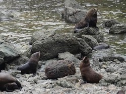 Pantai Ini Surganya Koloni Anjing Laut di Selandia Baru