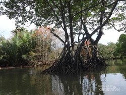 Menyusuri TN Sembilang, Surga Bakau Sumsel