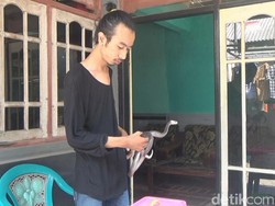 Rudi Manfaatkan Hobi Pelihara Kobra untuk Edukasi Masyarakat