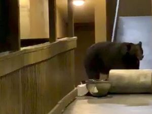 Beruang Lapar Merangsek Masuk ke Hotel di AS