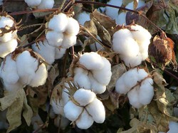 Inovasi Biji Kapas Terbaru Ini Diklaim Aman Untuk Dikonsumsi Manusia